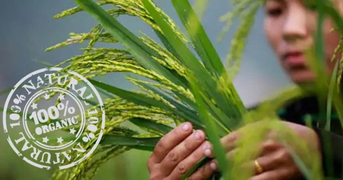 Certification Services