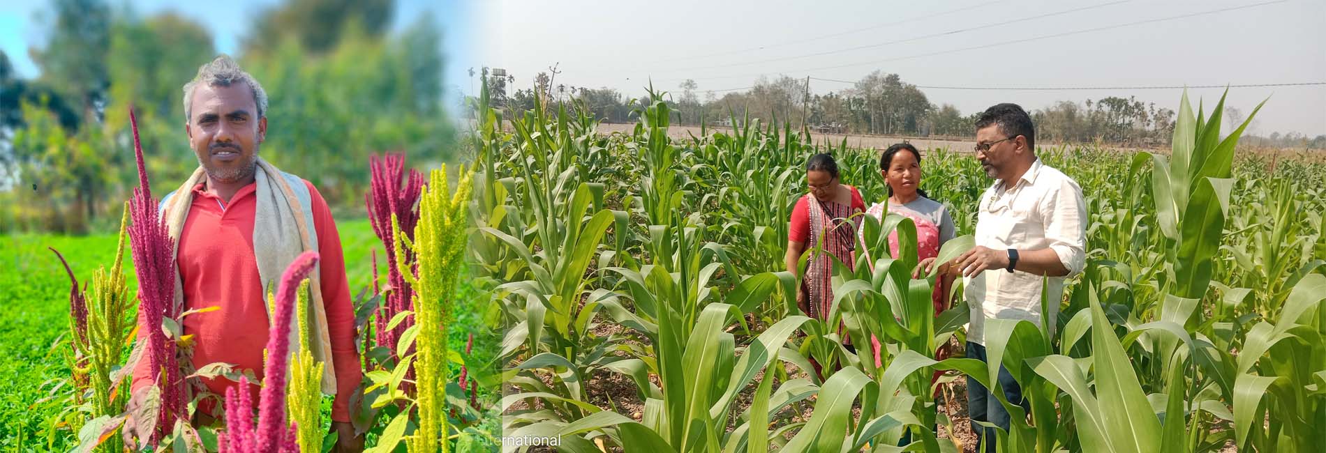 Certified fields sustainable yields