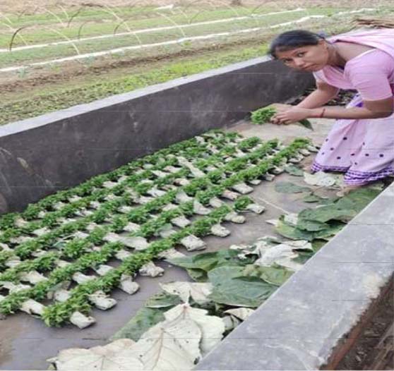 Celebrating a Progressive Woman Organic Farmer from Assam